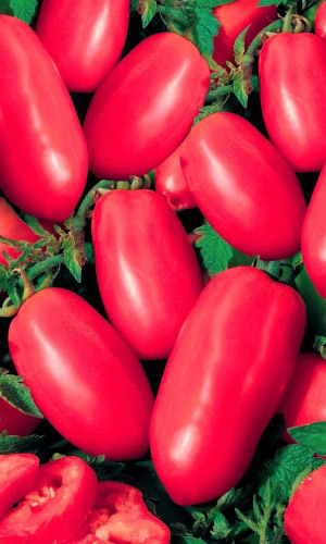 Томат Новый Кенигсберг Красный (УД) 20шт. цв.п.