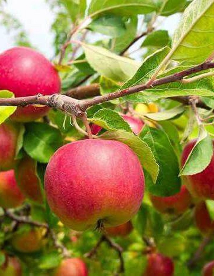 

Яблоня Елена