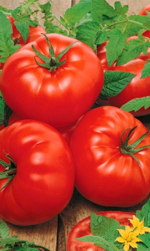 Томат Русский Деликатес крупноплодный (УД) 20 шт цв.п