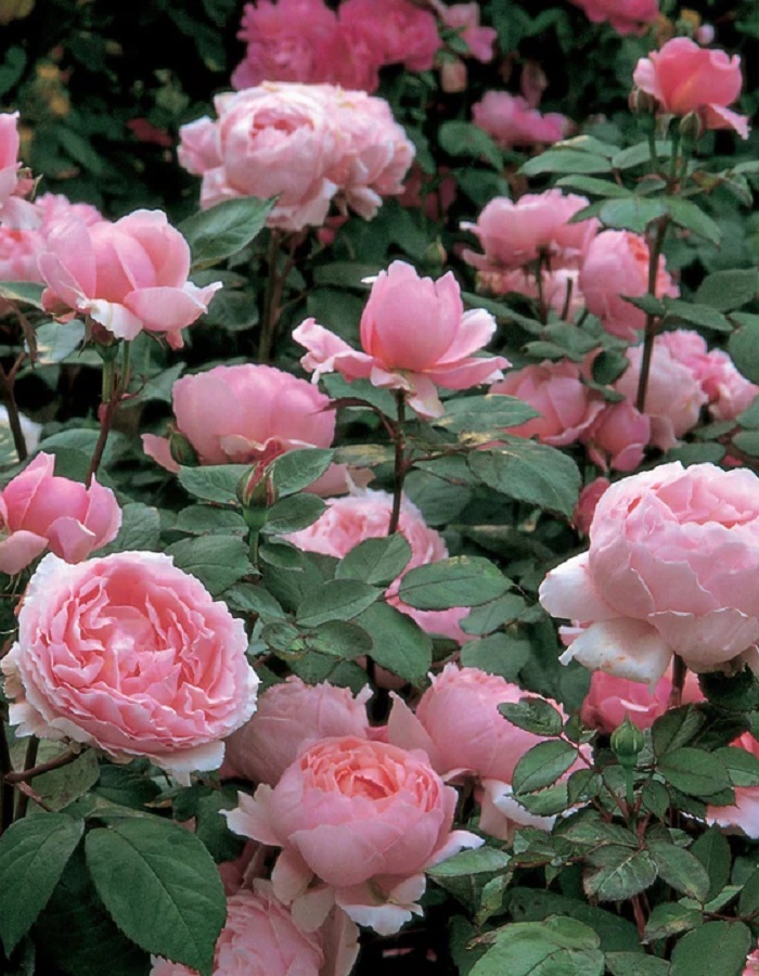 

Роза английская Бразе Кадфаэль