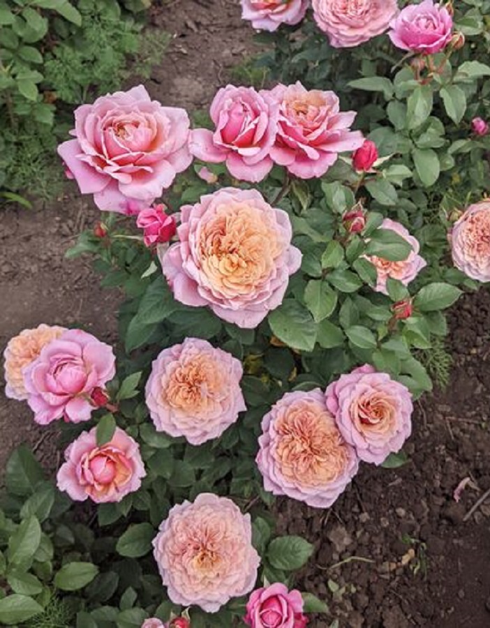 

Роза японская Принцесса Мияби