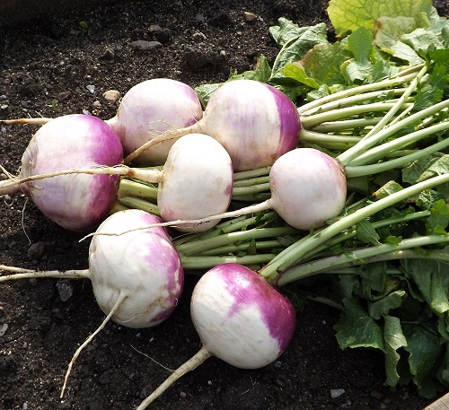 Репа Сказочная (УД) 0,3 гр цв.п.