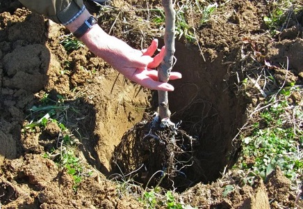 ОСЕНЬ - лучшее время для посадки!