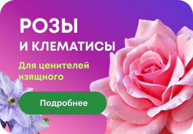Агросемфонд Интернет Магазин Каталог Весна 2022 Розы