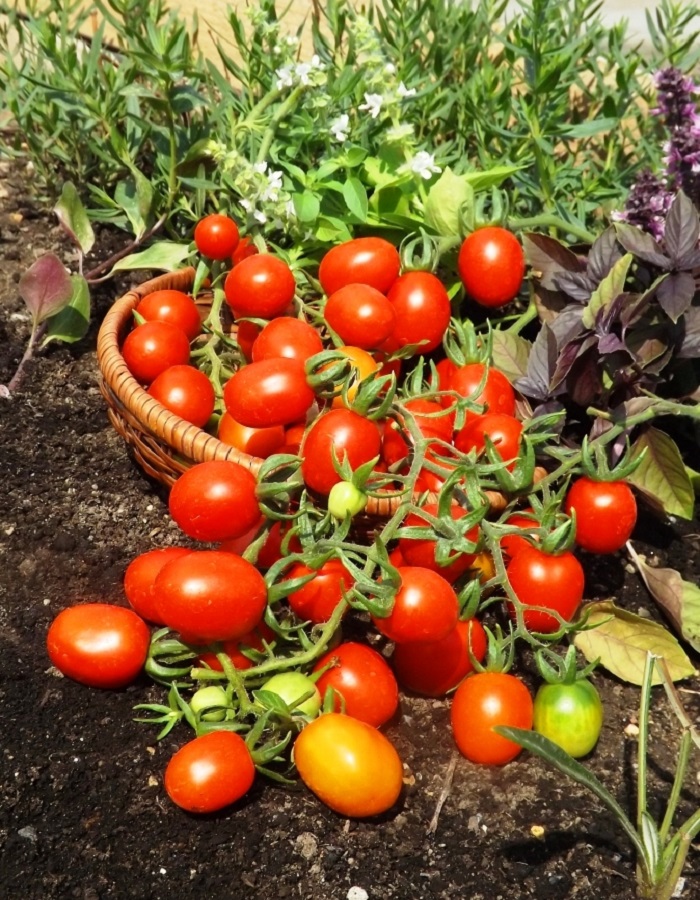 Томат Медовый Миллион черри (УД) 20шт цв.п. семена томат черри оливка 20шт