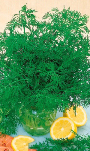 Укроп Для Заморозки (УД) 2 гр цв.п.