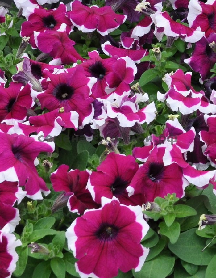 

Петуния грандифлора Дримс Бургунди Пикоти F1 (PanAmerican Seed) 100 др.