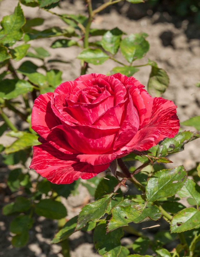 Роза чайно-гибридная Ред Интернешнл 1 шт роза ред абанданс харкнесс