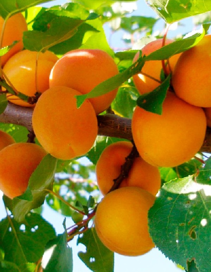 

Абрикос Ранний Марусича