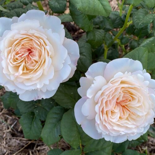 Роза чайно-гибридная Кейра 