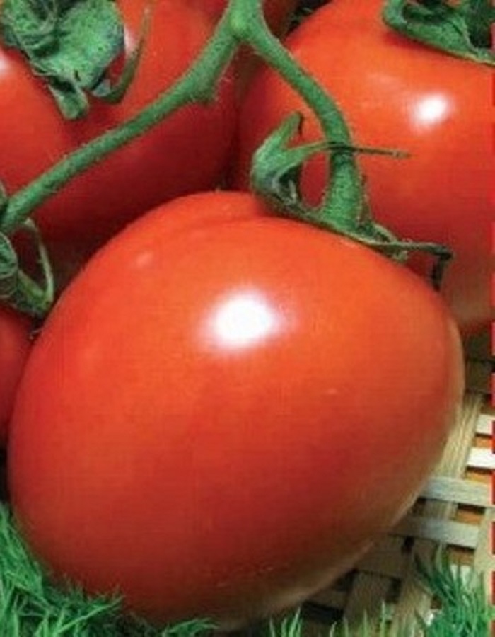 Томат Непасынкующийся Сливовидный (УД) 20 шт цв.п томат непасынкующийся уд 20шт цв п