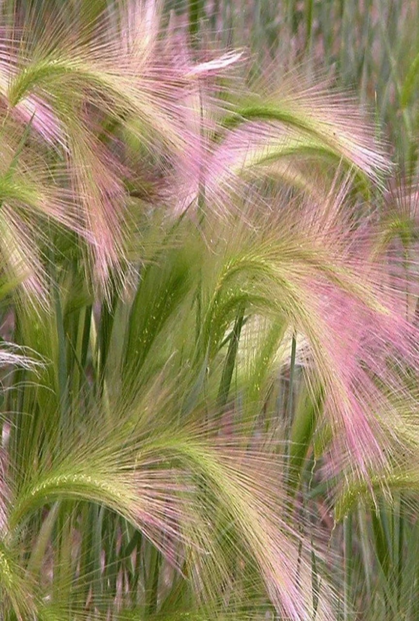 

Ячмень гривастый Рикки ASF 1 шт Р9