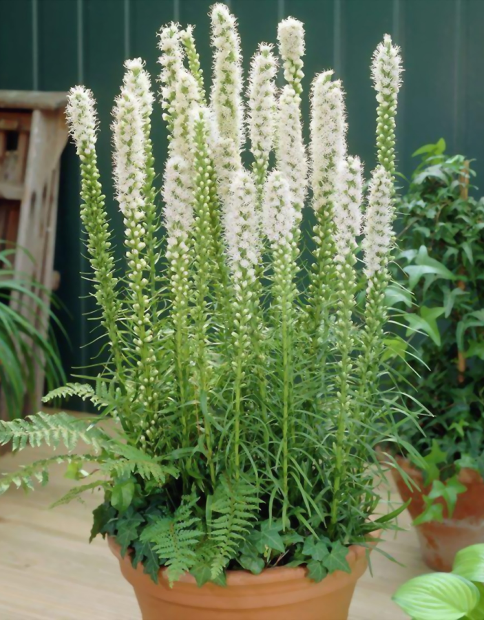 

Лиатрис Альба