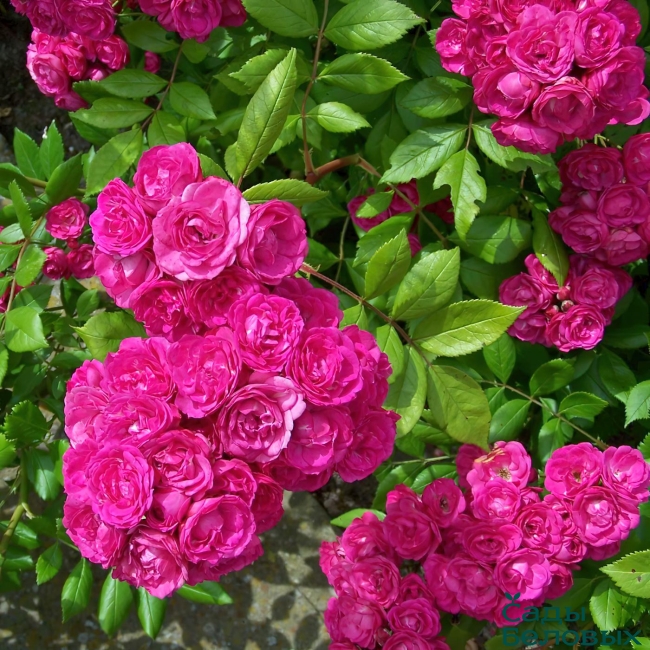 Роза мускусная Динки