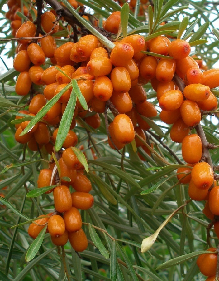 

Облепиха Иня