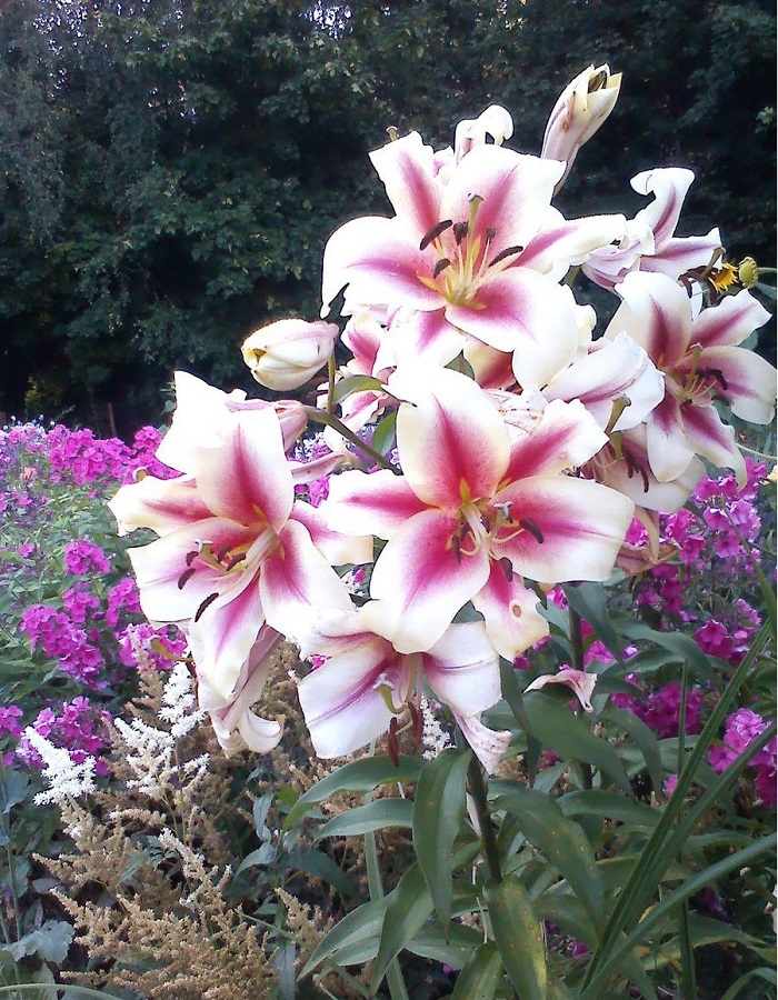 

Лилия Алтари