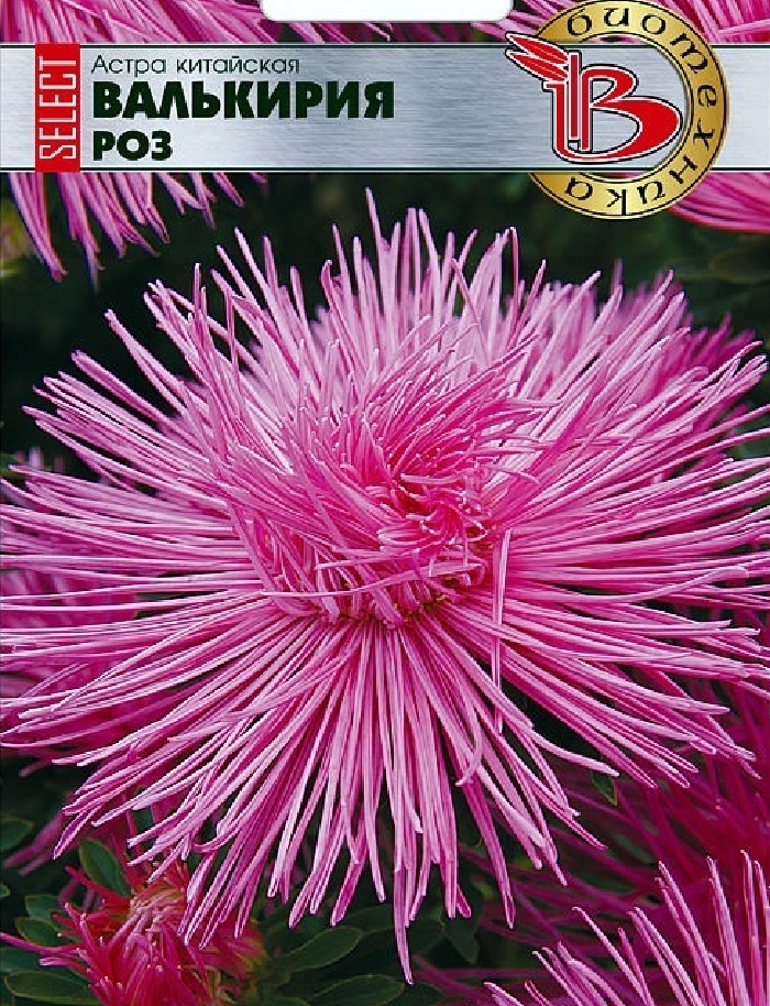 

Астра Валькирия селект Роз 30 шт