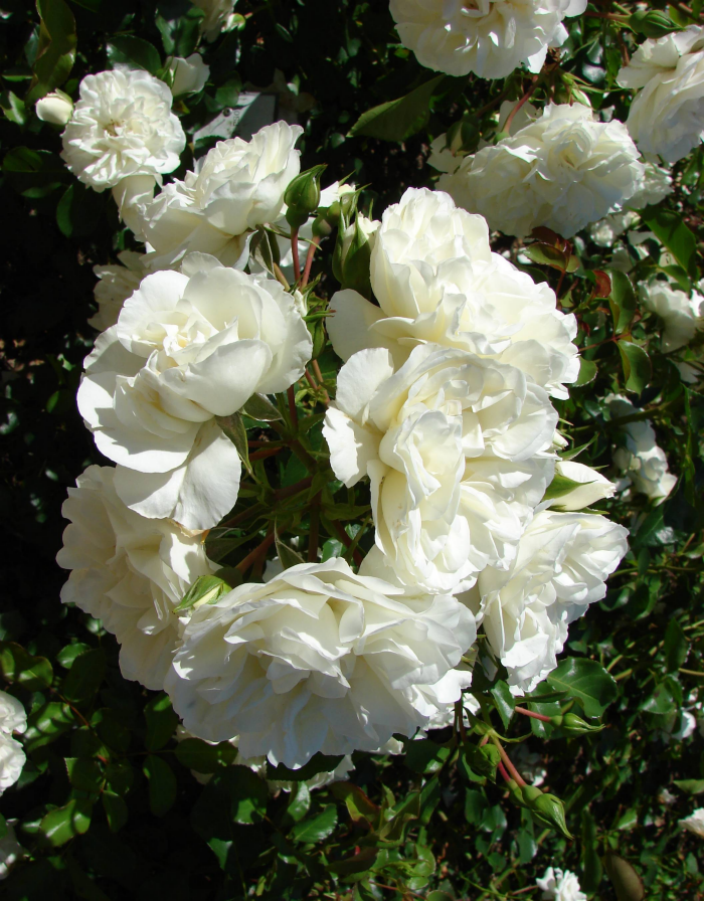 Роза почвопокровная Блан Мейяндекор 1 шт роза фуксия мейландекор почвопокровная топалович