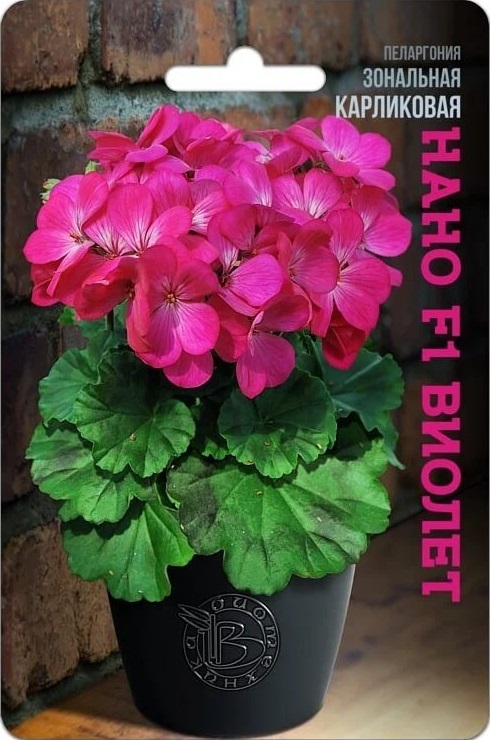 Пеларгония зональная карликовая Нано F1 Виолет 5 шт