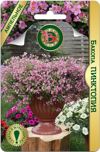 Бакопа Пинктопия 5 шт