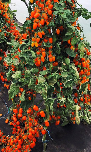 Томат Золотые Россыпи F1 (УД) 20 шт цв.п семена томат золотые купола раннеспелый 20 шт