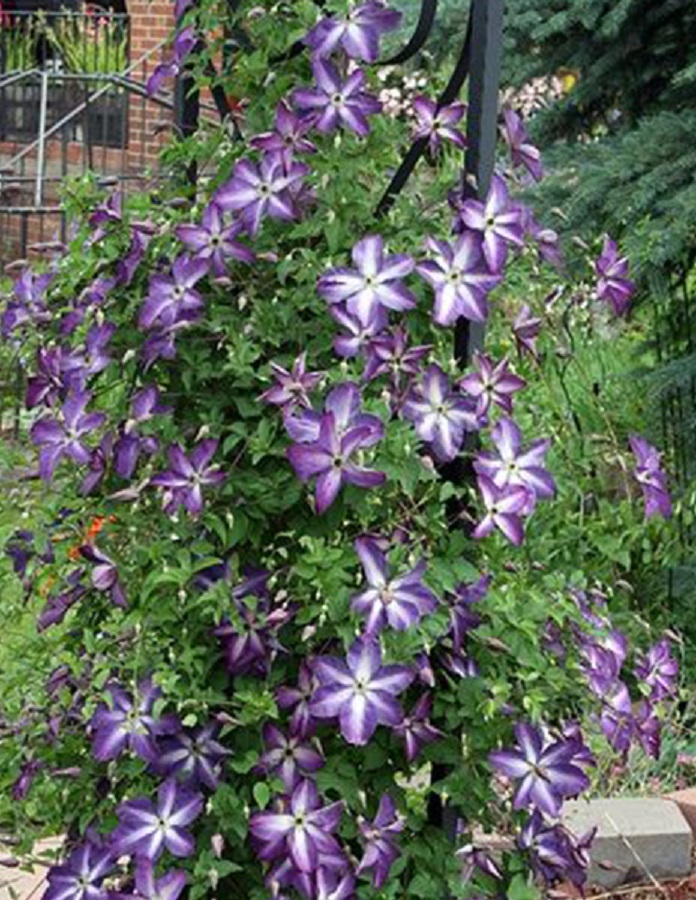 

Клематис Веноза Виолацея 1 шт Р9