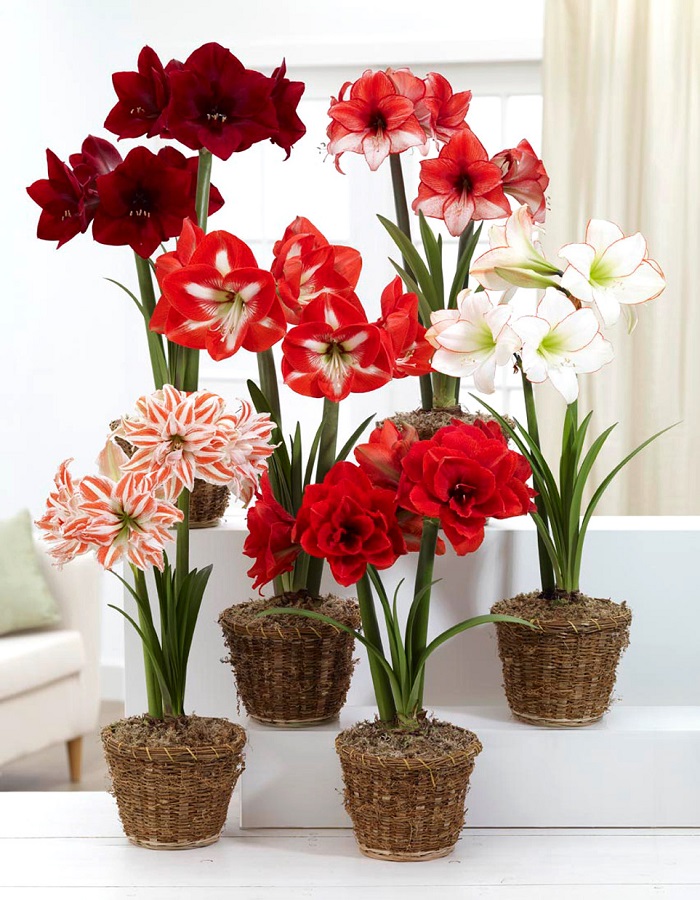 

Амариллисы в ассортименте