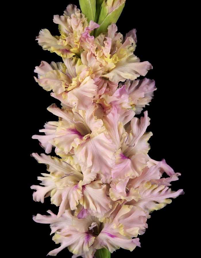 

Гладиолус Алиса в Стране Чудес