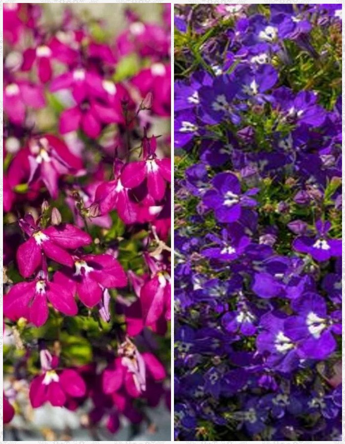 

Лобелия Коварство и Любовь, смесь окрасок (Аэлита) 0,05 гр цв п