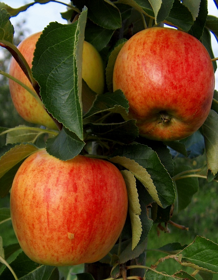 Яблоня Первоуральская (3 года) 1 шт яблоня конфетное 3 года 1 шт