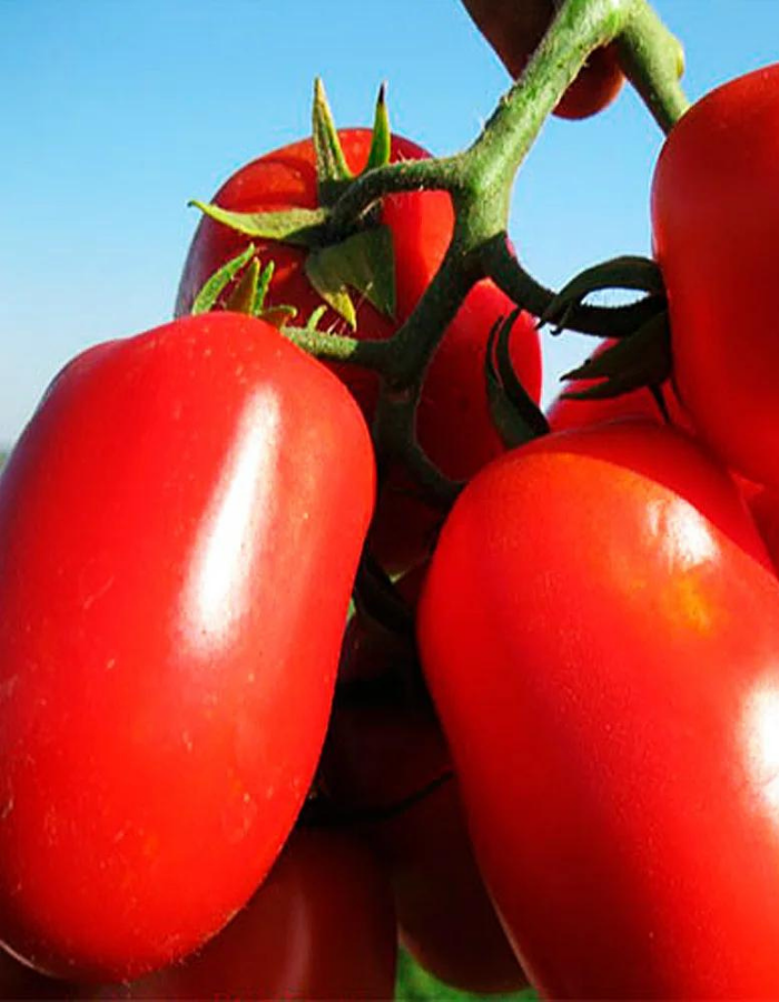 Томат Диаболик F1 (Sakata) 10 шт. цв.п семена томат диаболик f1 8шт agroelita sakata 2 упаковки