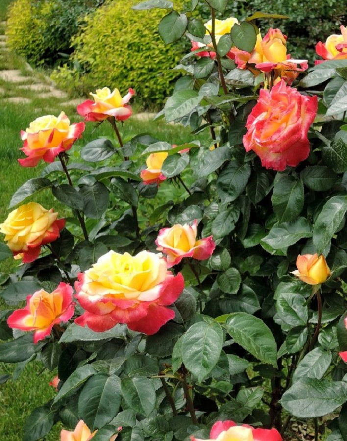 

Роза чайно-гибридная Пульман Ориент Экспресс