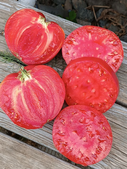 Томат Мясистый сахаристый 20 шт (УД) цв.п