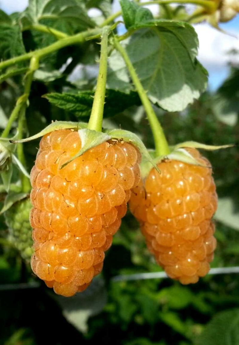 

Малина ремонтантная Оранжевое чудо