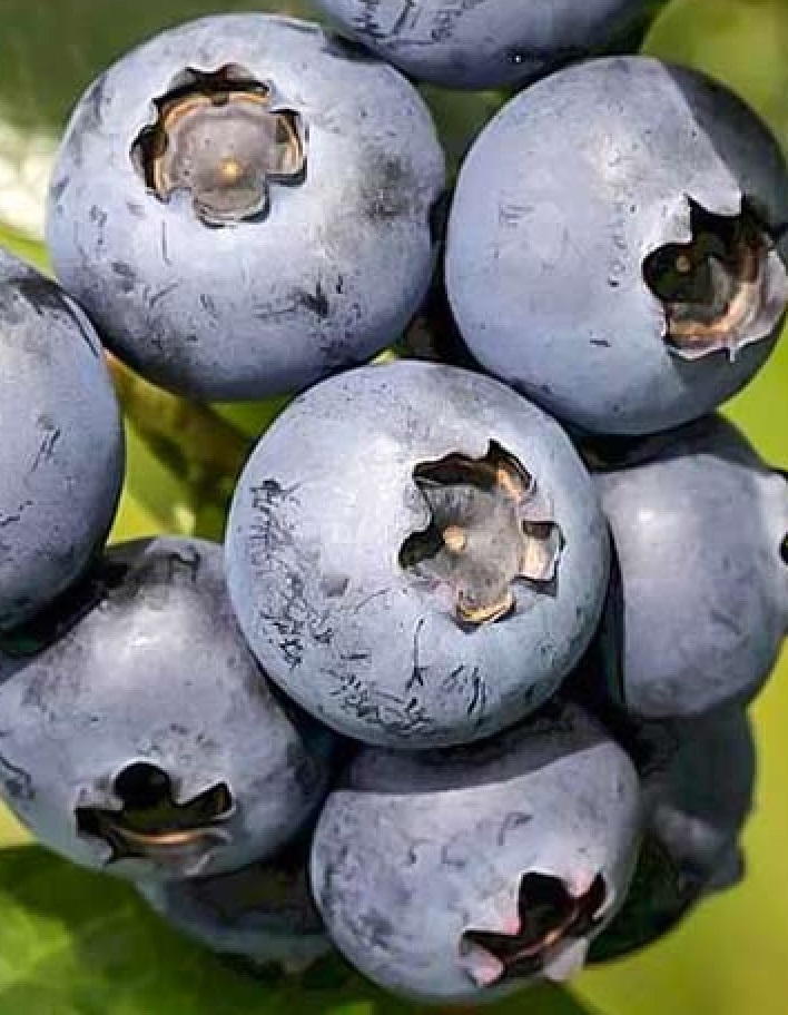 

Голубика высокорослая Эллиот