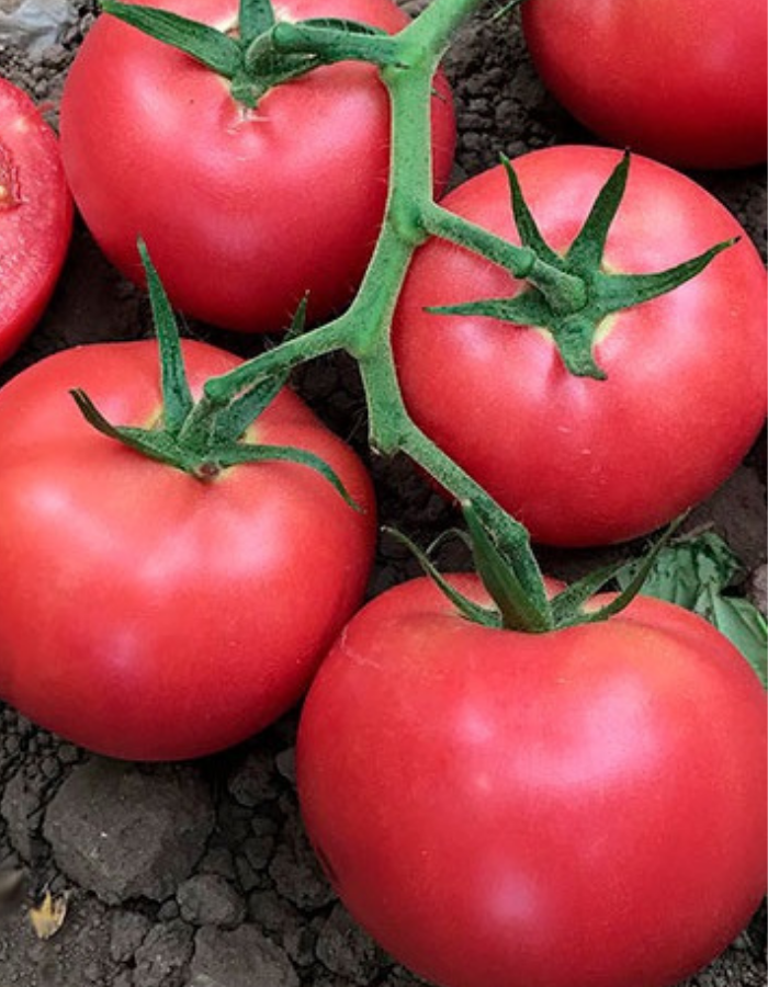 Томат Буги-Вуги F1 (УД) 12 шт цв.п семена томат буги вуги f1 20 шт семко