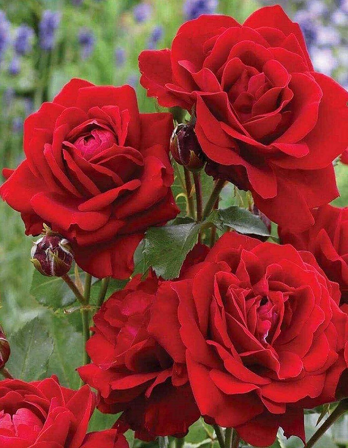 

Роза флорибунда Тиамми 1 шт ОКС