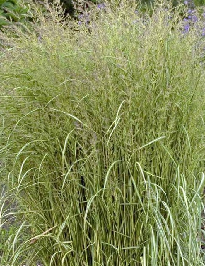 

Вейник остроцветковый Эльдорадо 1 шт Р9