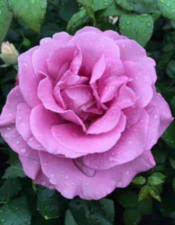 Роза чайно-гибридная Клод Броссер 1 шт роза чайно гибридная клод броссер 1 шт