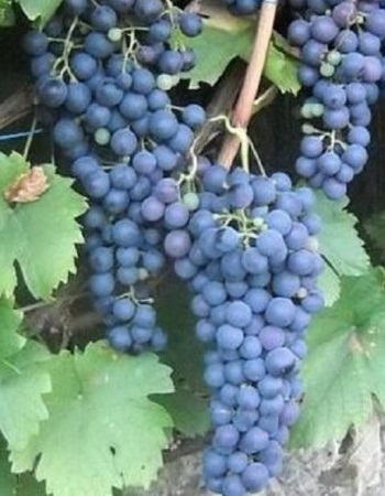 Виноград плодовый Маркетт (США) 1 шт