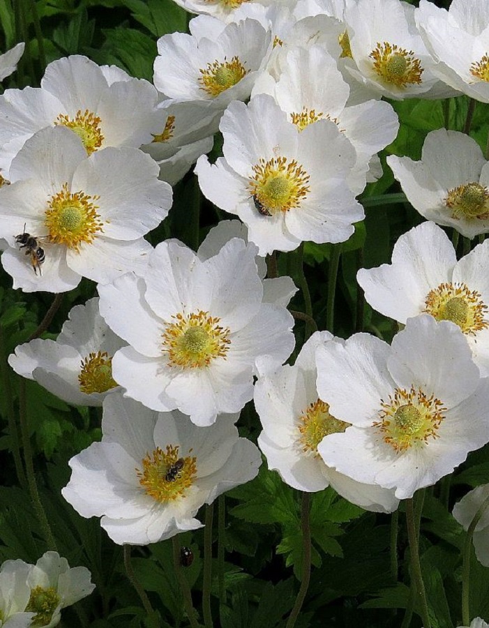 

Анемона Зе Брайд