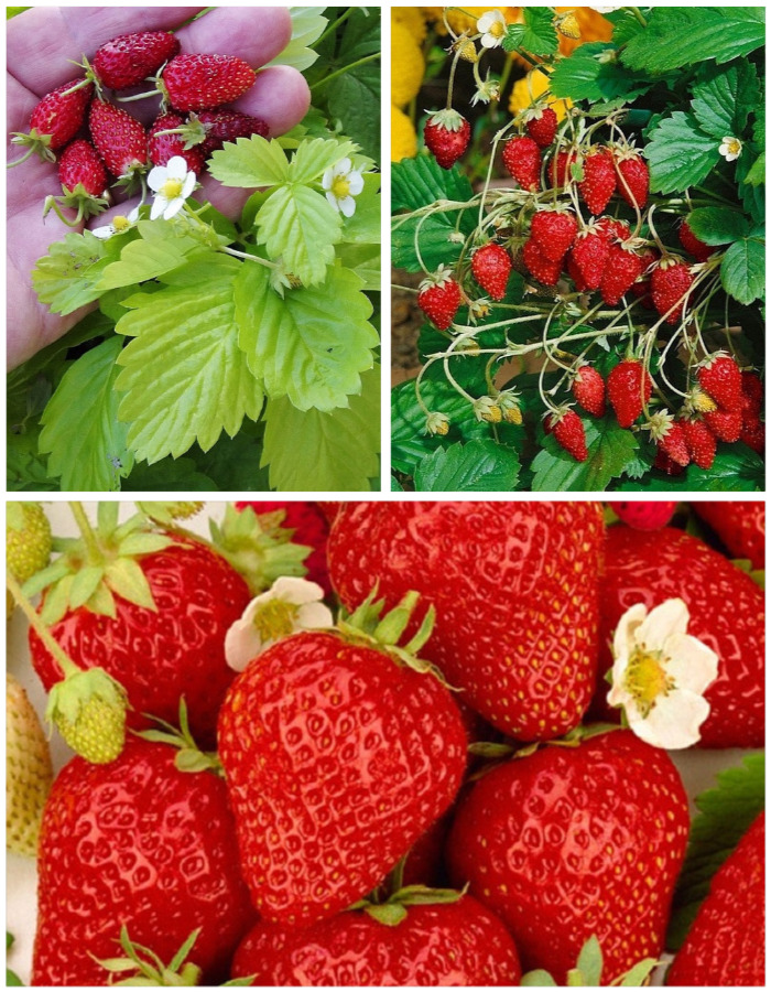 

Набор "Праздник без конца: ремонтантные сорта" 3 саженца