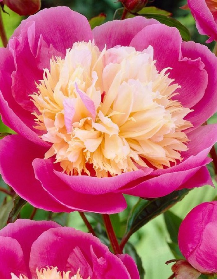 

Пион травянистый Бёздей