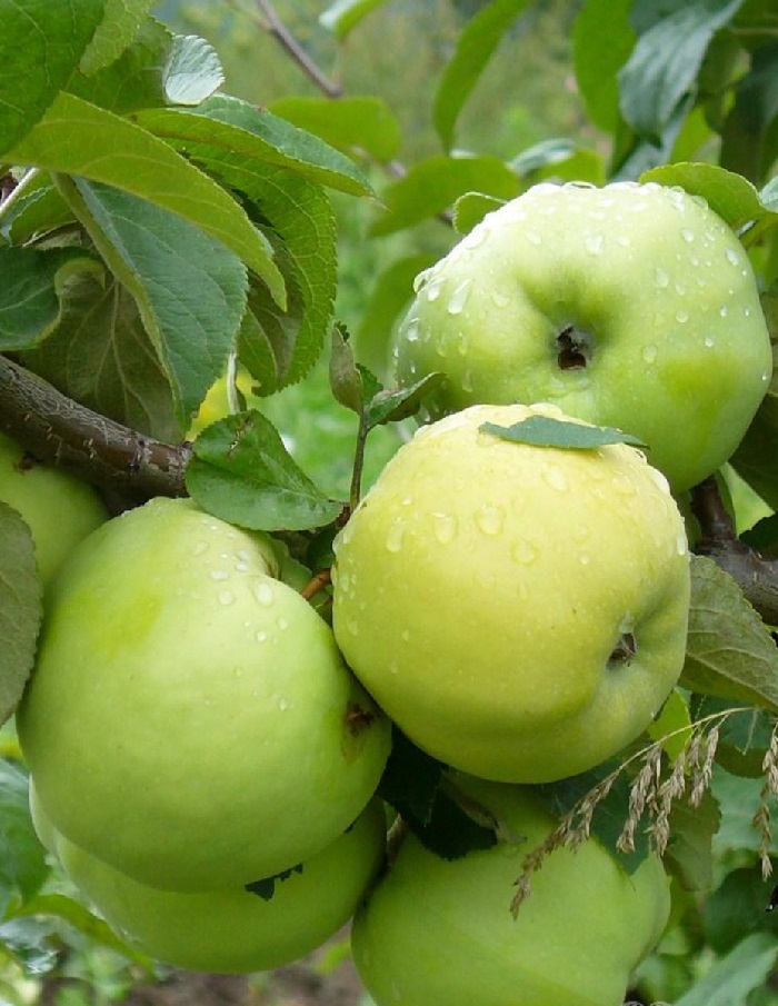 

Яблоня Антоновка обыкновенная