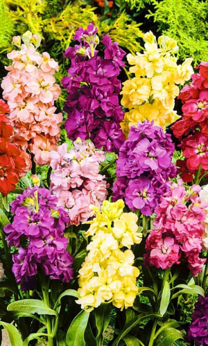 Левкой Веселый гном (УД) 0,1 гр цв п