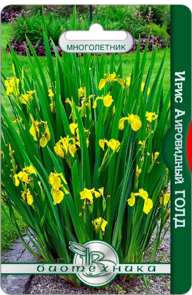 

Ирис аировидный Голд 8 шт