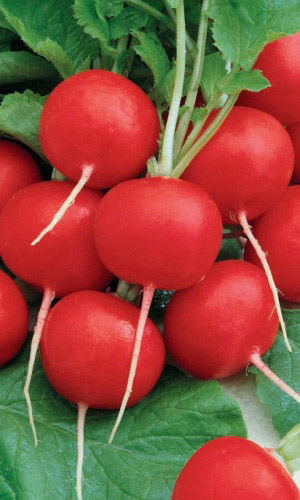 Редис Тепличный Грибовский (УД) 2 гр цв.п.