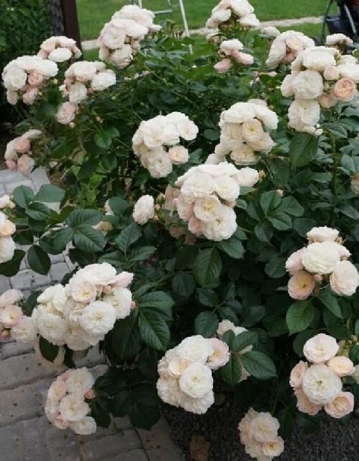 

Роза мускусная Буке Парфе