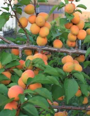 

Абрикос Лель 1шт ОКС