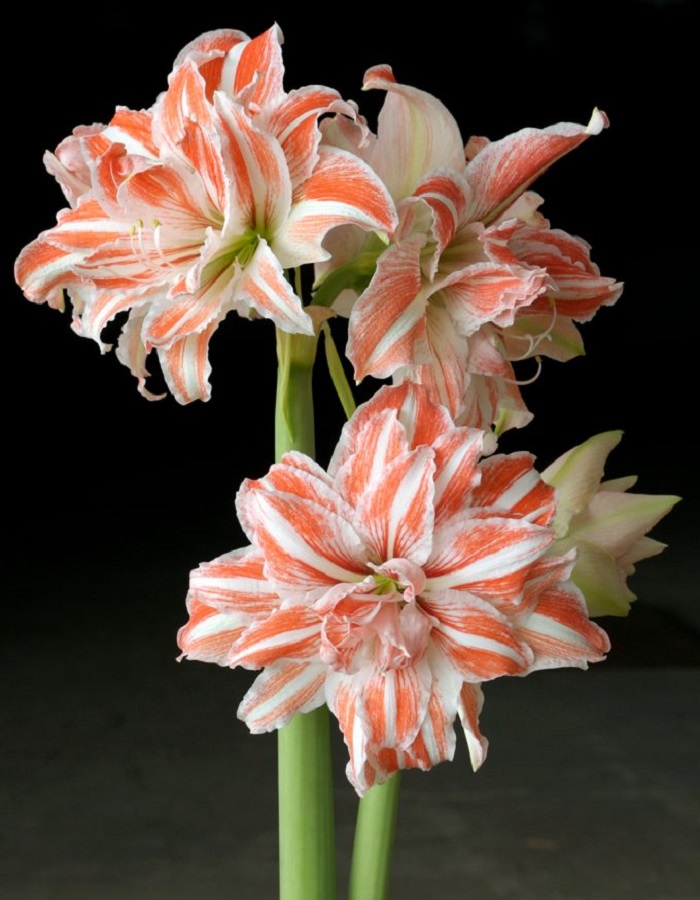 

Амариллис Танцующая королева